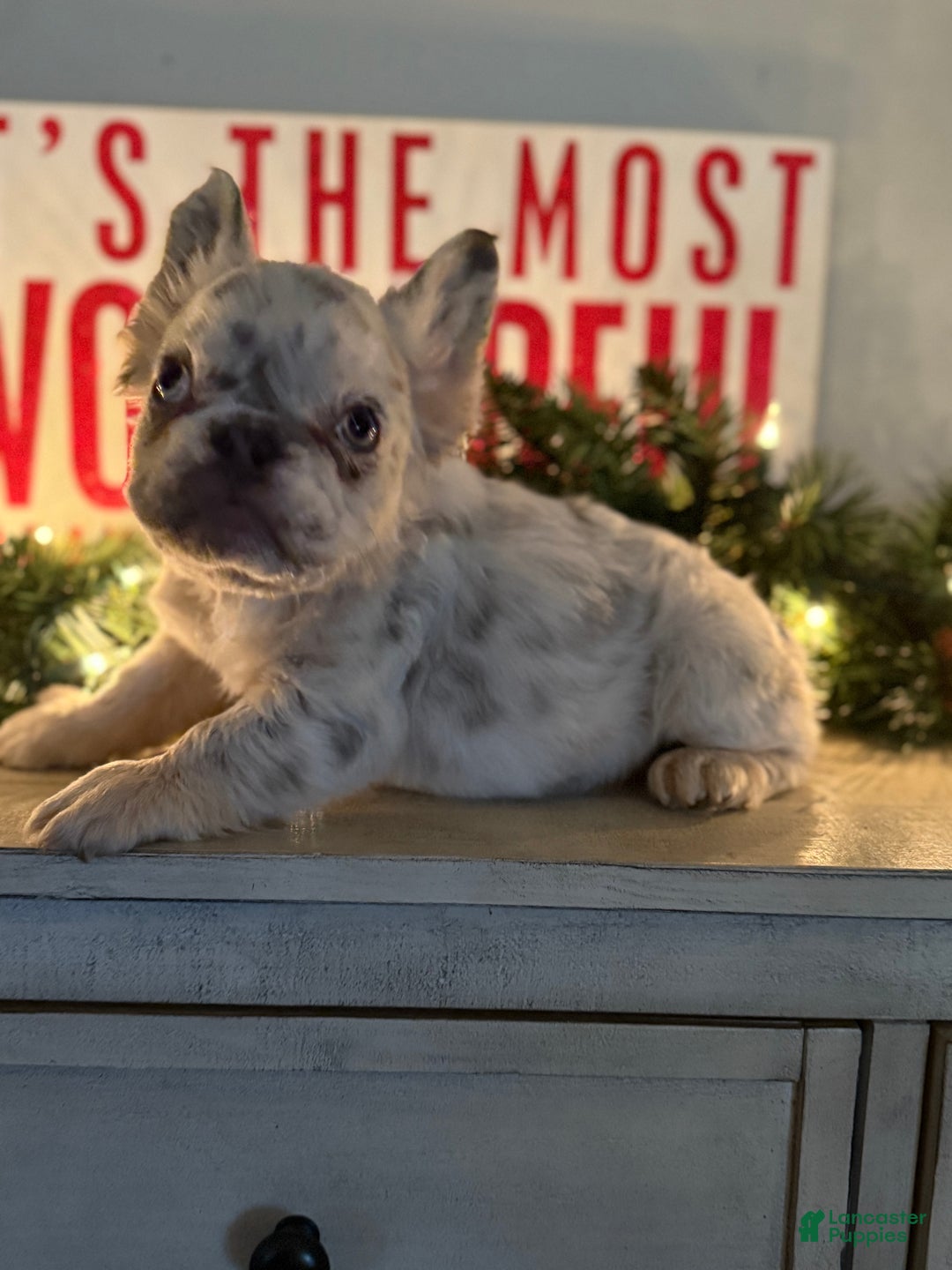 French Bulldog dogs for sale: Holly - Ad 4