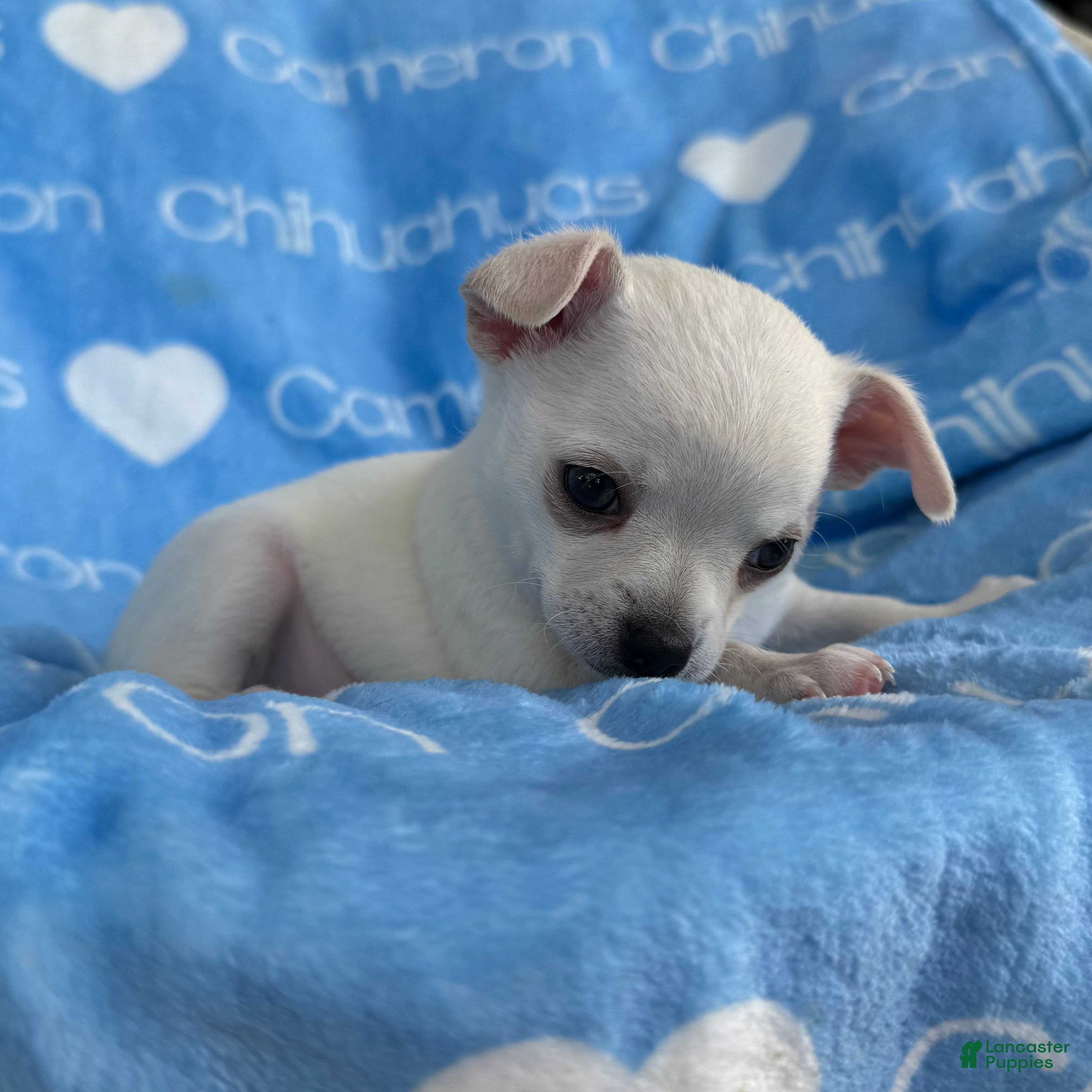 Chihuahua dogs Polar Smooth Coat White - Ad 1
