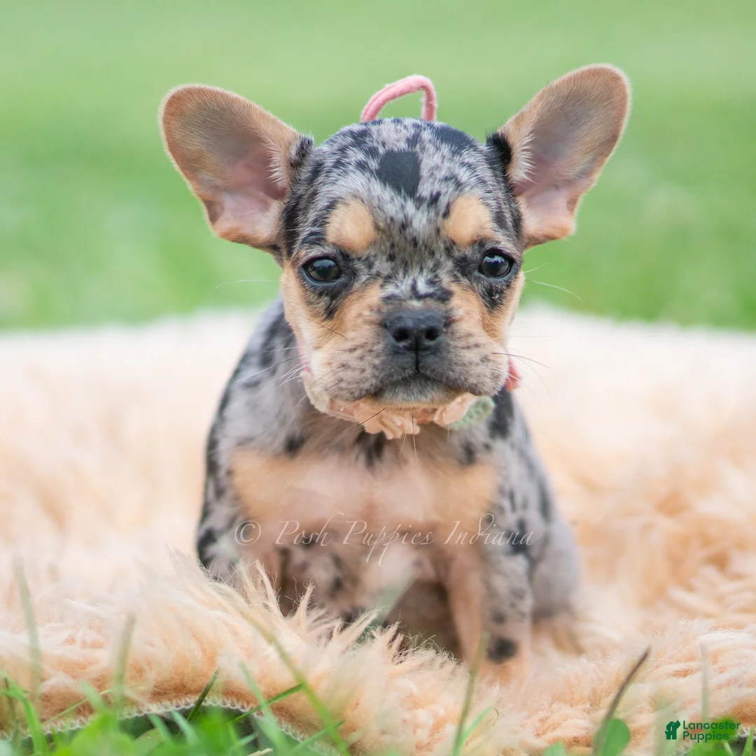 French Bulldog dogs for sale: Cookie - Ad 6