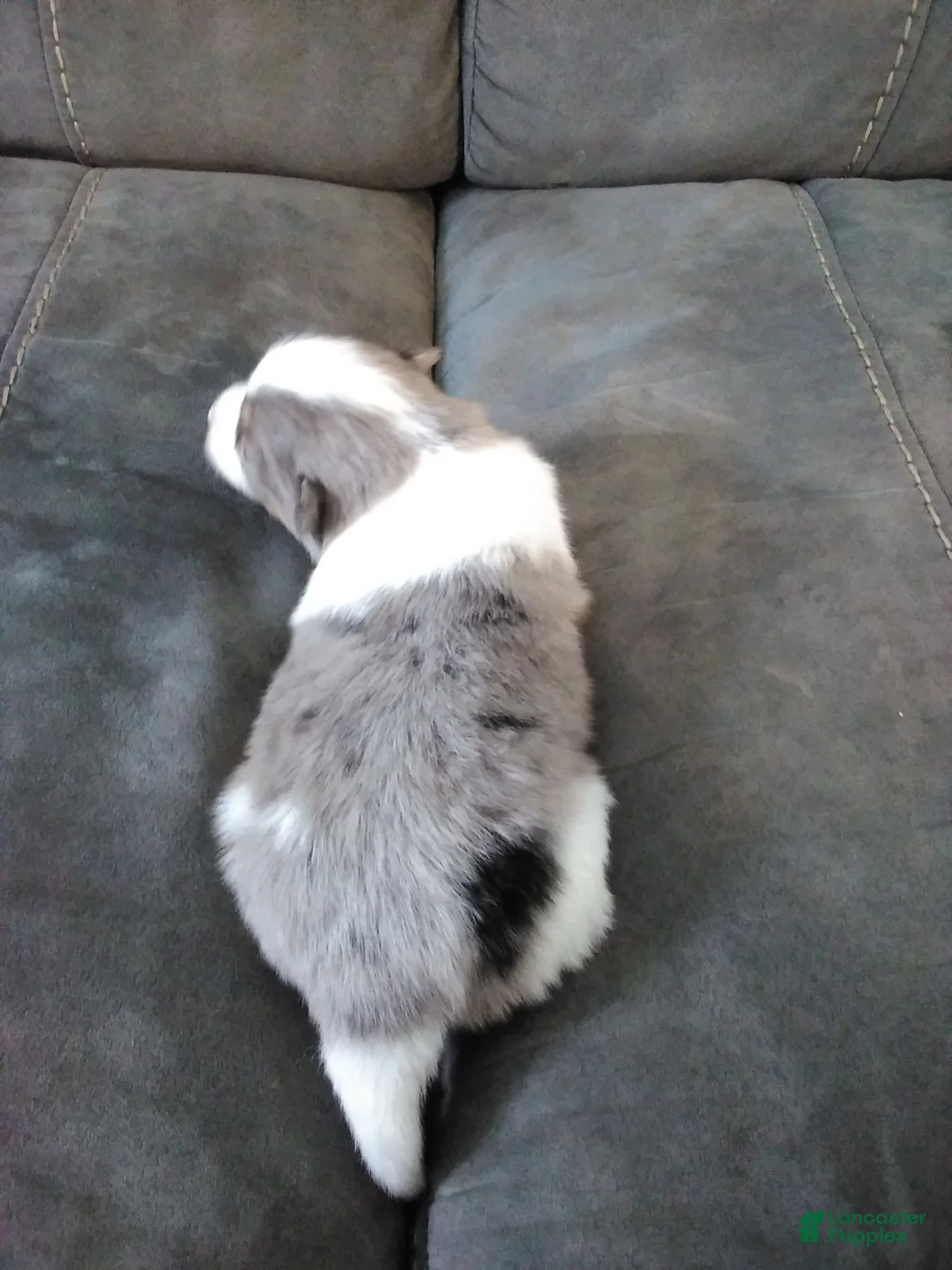 Pomsky dogs for sale: jax - Ad 4