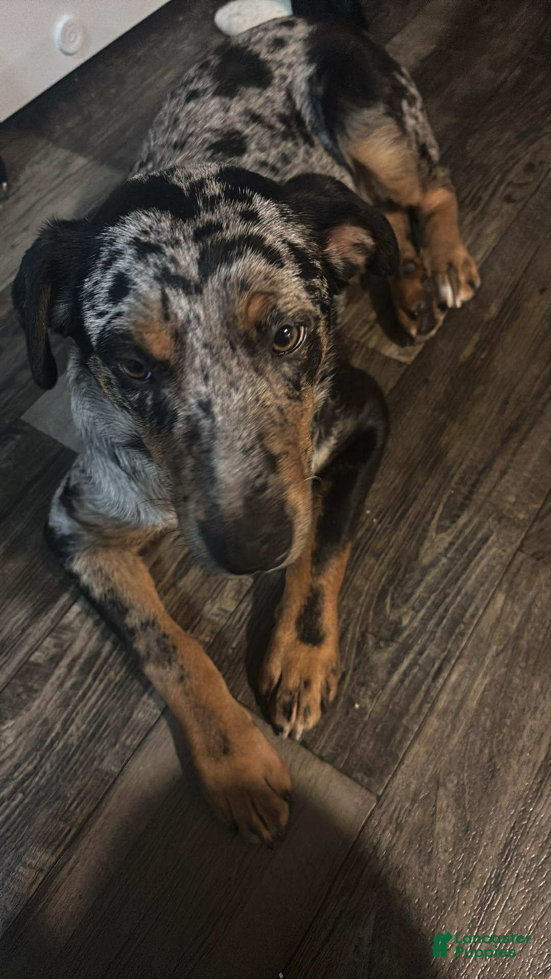 Mixed Breed dogs for sale: Casper - Ad 2