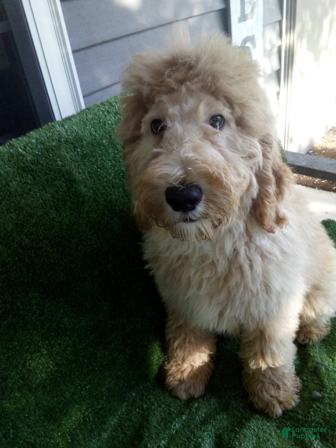 Goldendoodle dogs Leo F1B - Ad 1