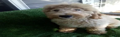Leo F1B