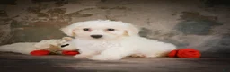 Bichon Frise dogs for sale: Bichon Frise 2 - Ad 4