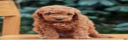 Mini Goldendoodle dogs for sale: Cash  - Ad 3