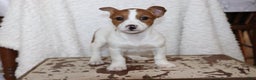 Jack Russell Terrier dogs for sale: Butterscotch - Ad 3