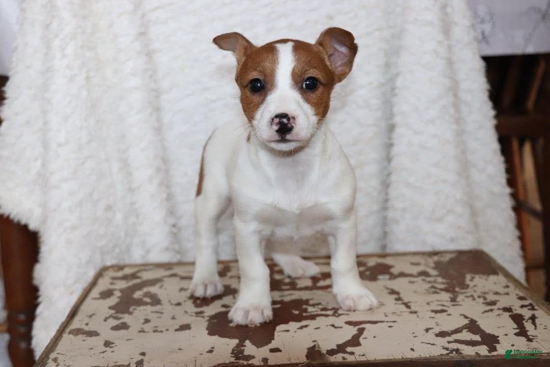 Jack Russell Terrier dogs for sale: Butterscotch - Ad 3