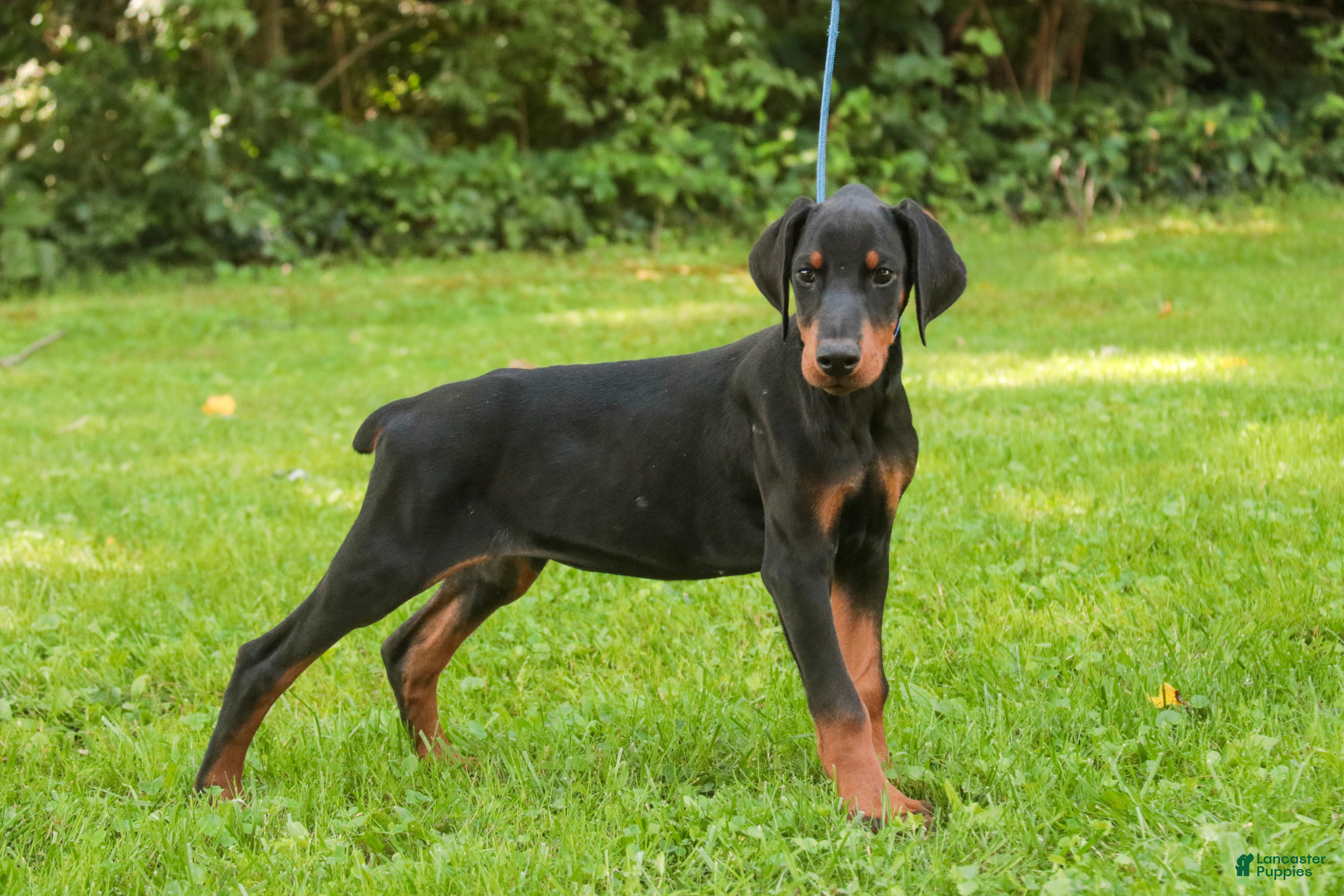 Doberman Pinscher dogs Malcolm - Ad 1