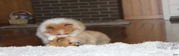 Pomeranian dogs for sale: Kenny - Ad 10
