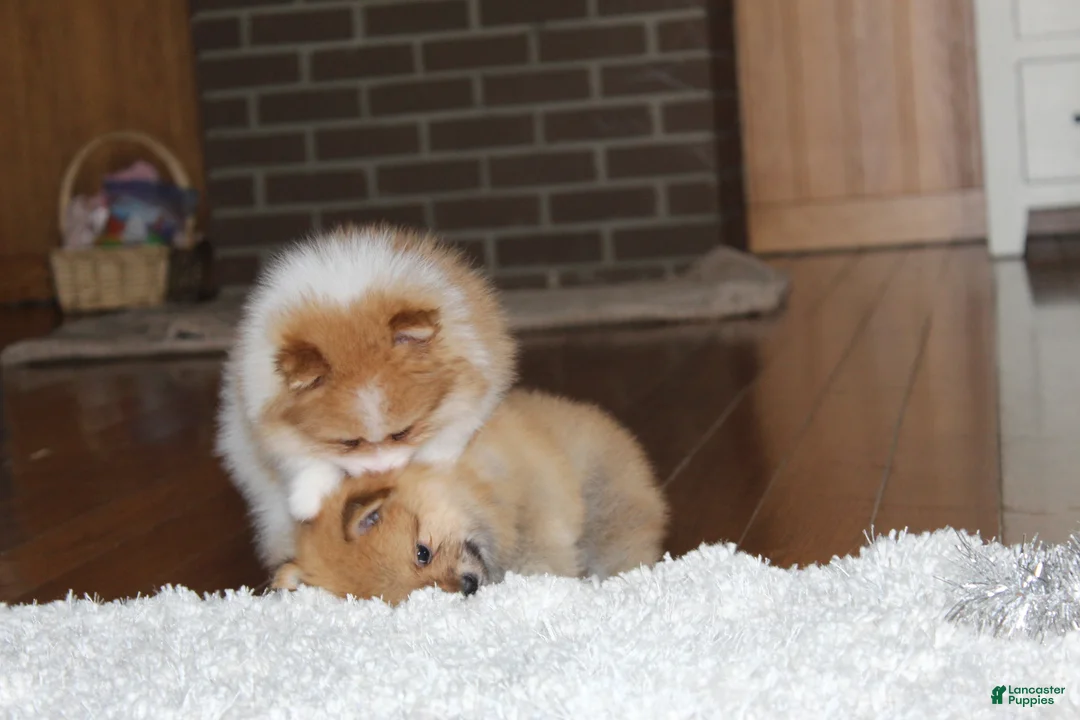 Pomeranian dogs for sale: Kenny - Ad 10