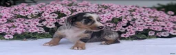 Miniature Dachshund dogs for sale: Kita - Ad 7