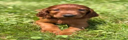 Irish Setter dogs for sale: Yellow collar  - Ad 3