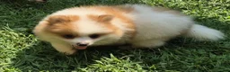 Pomeranian dogs for sale: Teddy  - Ad 2