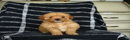 Mini Goldendoodle dogs for sale: Dorrie - Ad 3