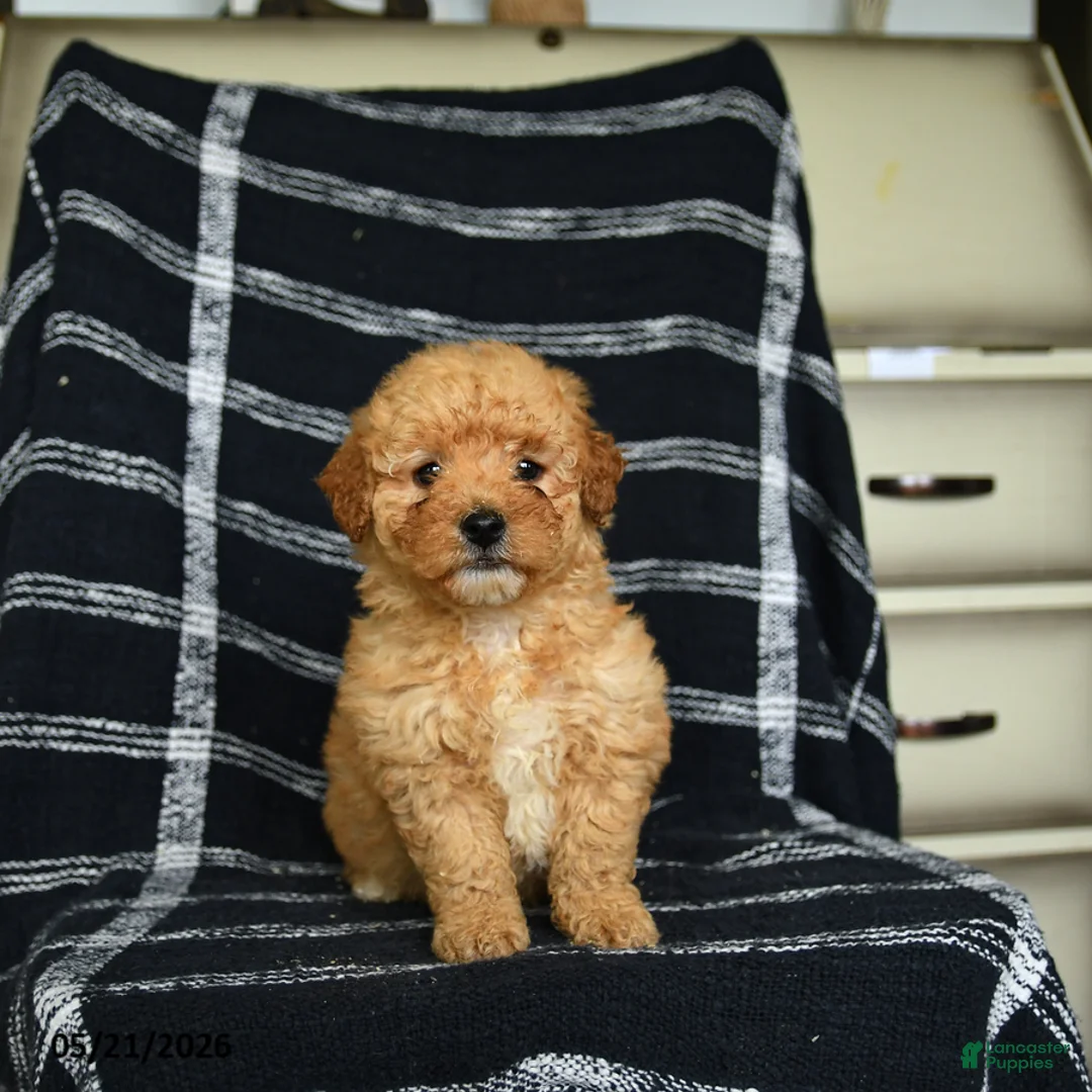 Mini Goldendoodle dogs for sale: Dorrie - Ad 3