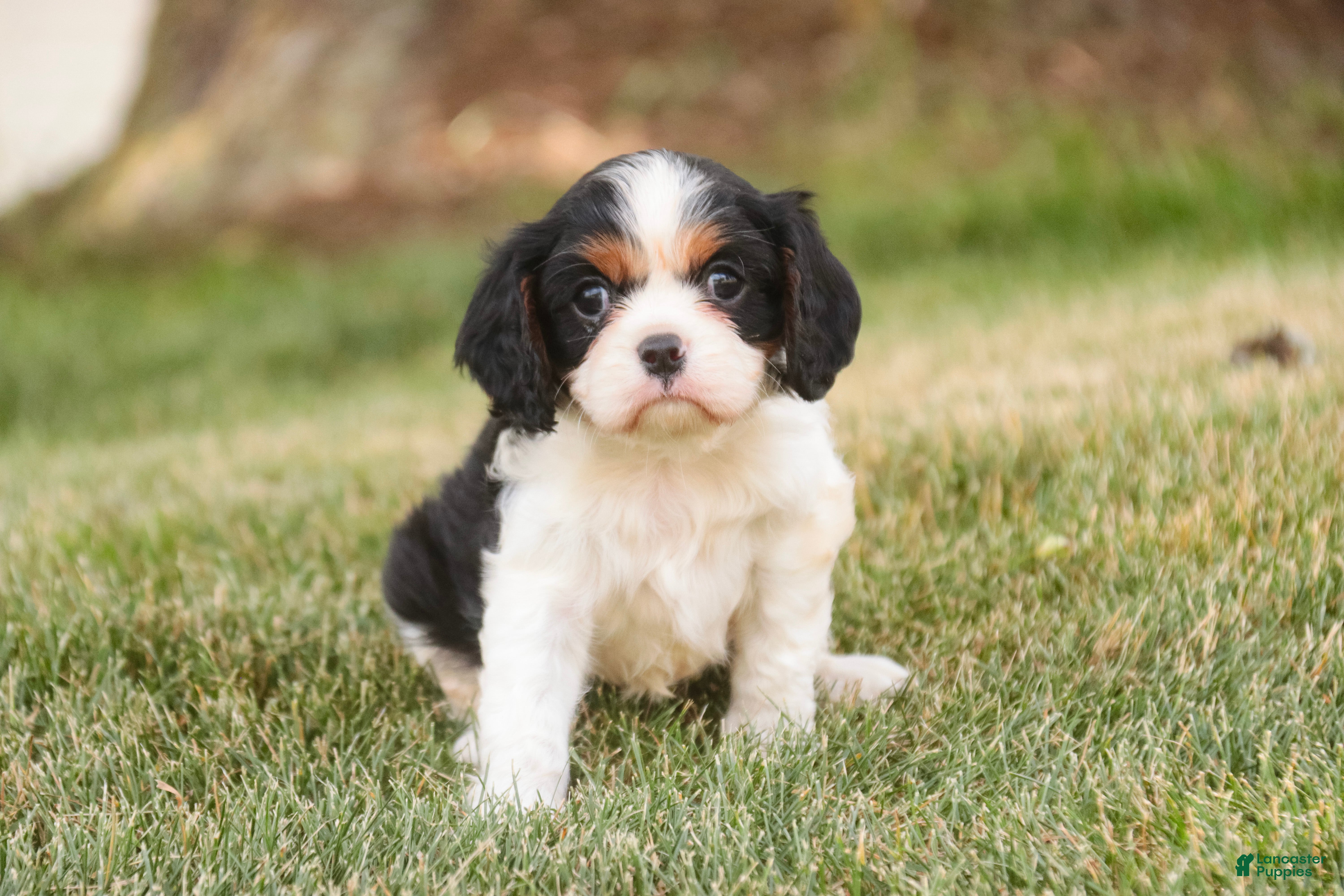 Cavalier King Charles Spaniel dogs Percy Cavalier King Charles Spaniel  - Ad 1