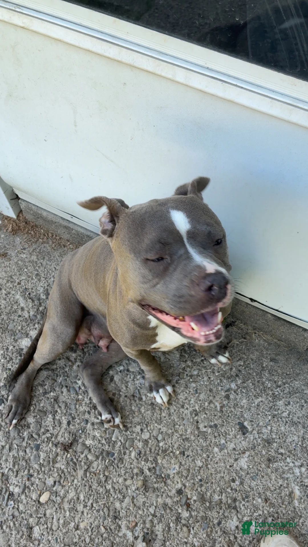 Mixed Breed dogs for sale: Mixed Breed Puppy 2 - Ad 2