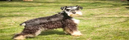 Miniature Schnauzer dogs for sale: Johann - Ad 4