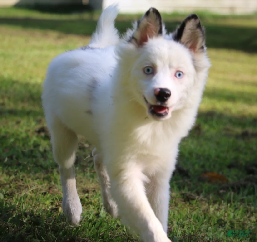 Pomsky dogs for sale: Prince  - Ad 1