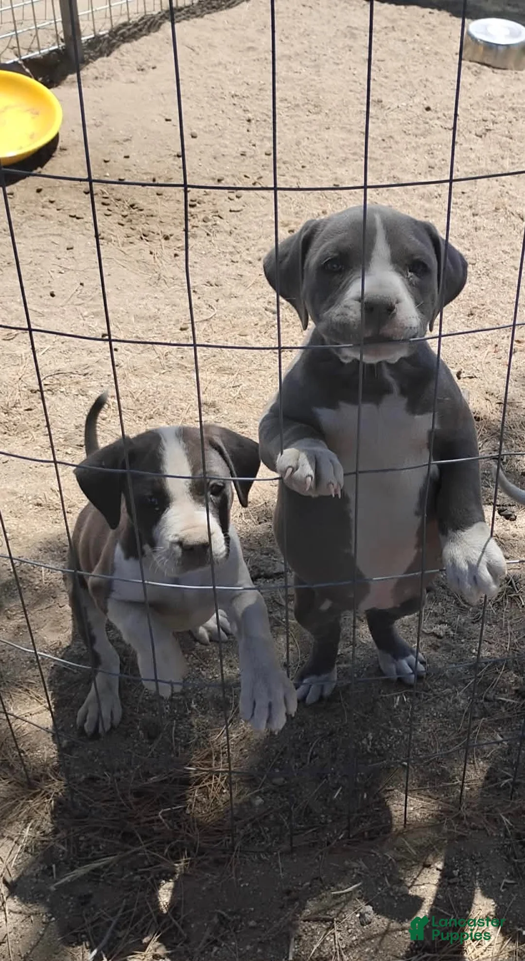 American Bully dogs for sale: American Bully 3 - Ad 2