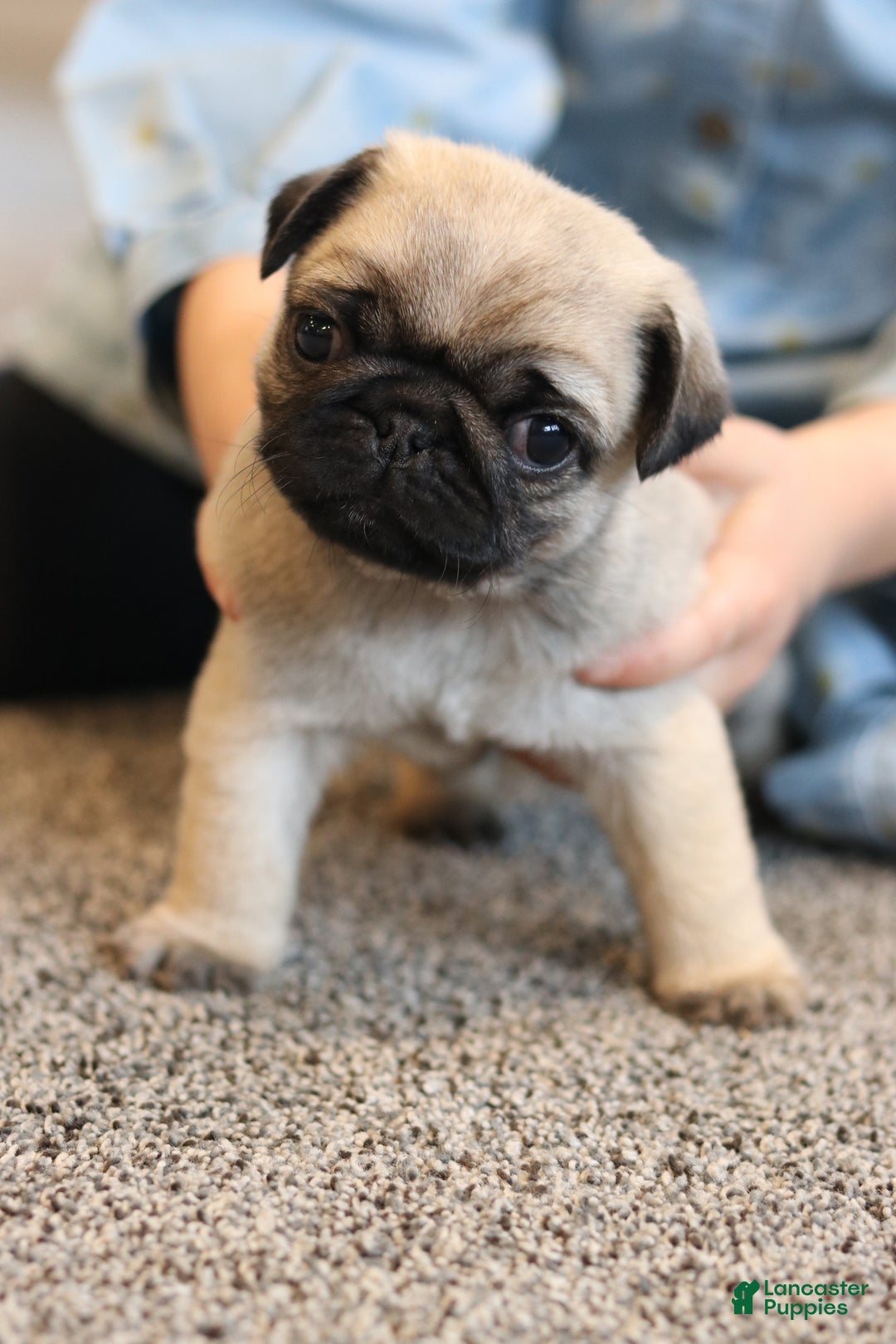 Pug dogs for sale: Champion Penny - Ad 4
