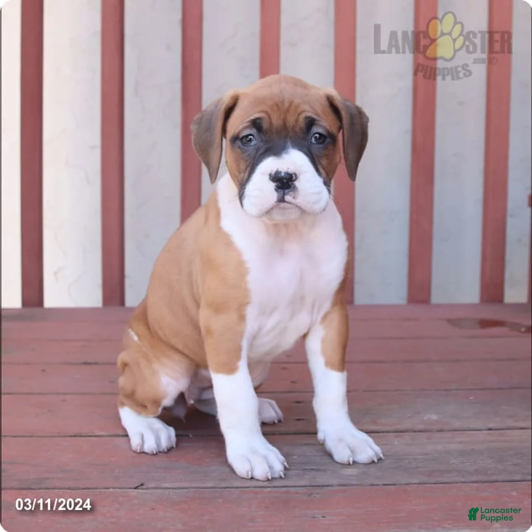 Gallery Image {{count}}