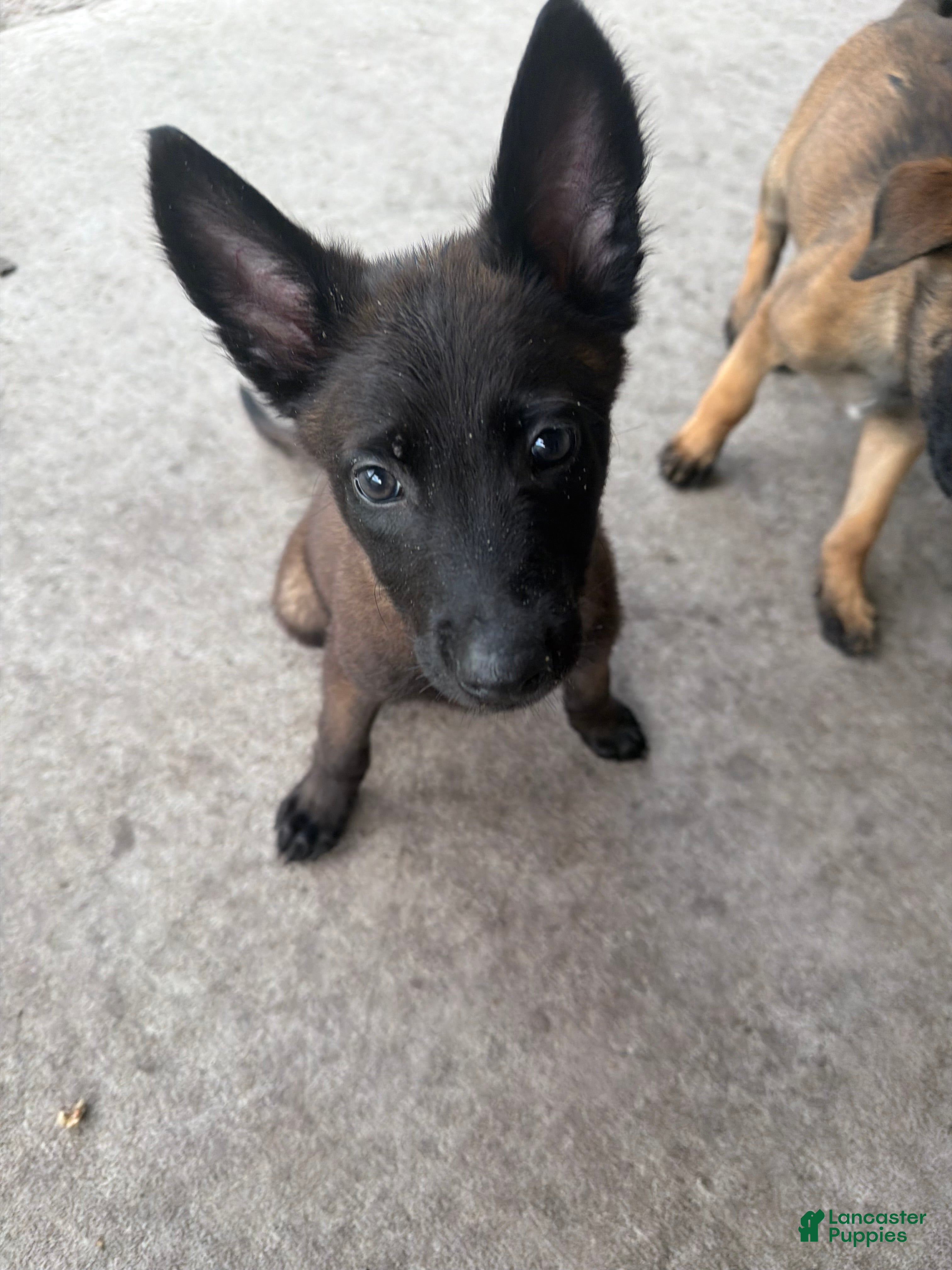Belgian Malinois dogs for sale: Bronco - Ad 2