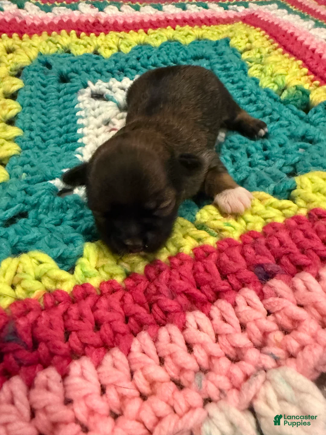 Chihuahua dogs for sale: Chihuahua 2 - Ad 2