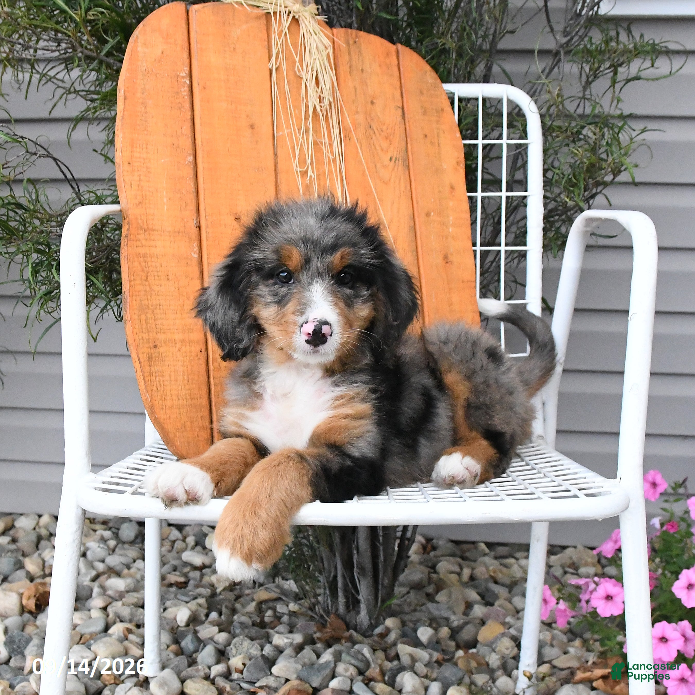 Mini Bernedoodle dogs Layla - Ad 1