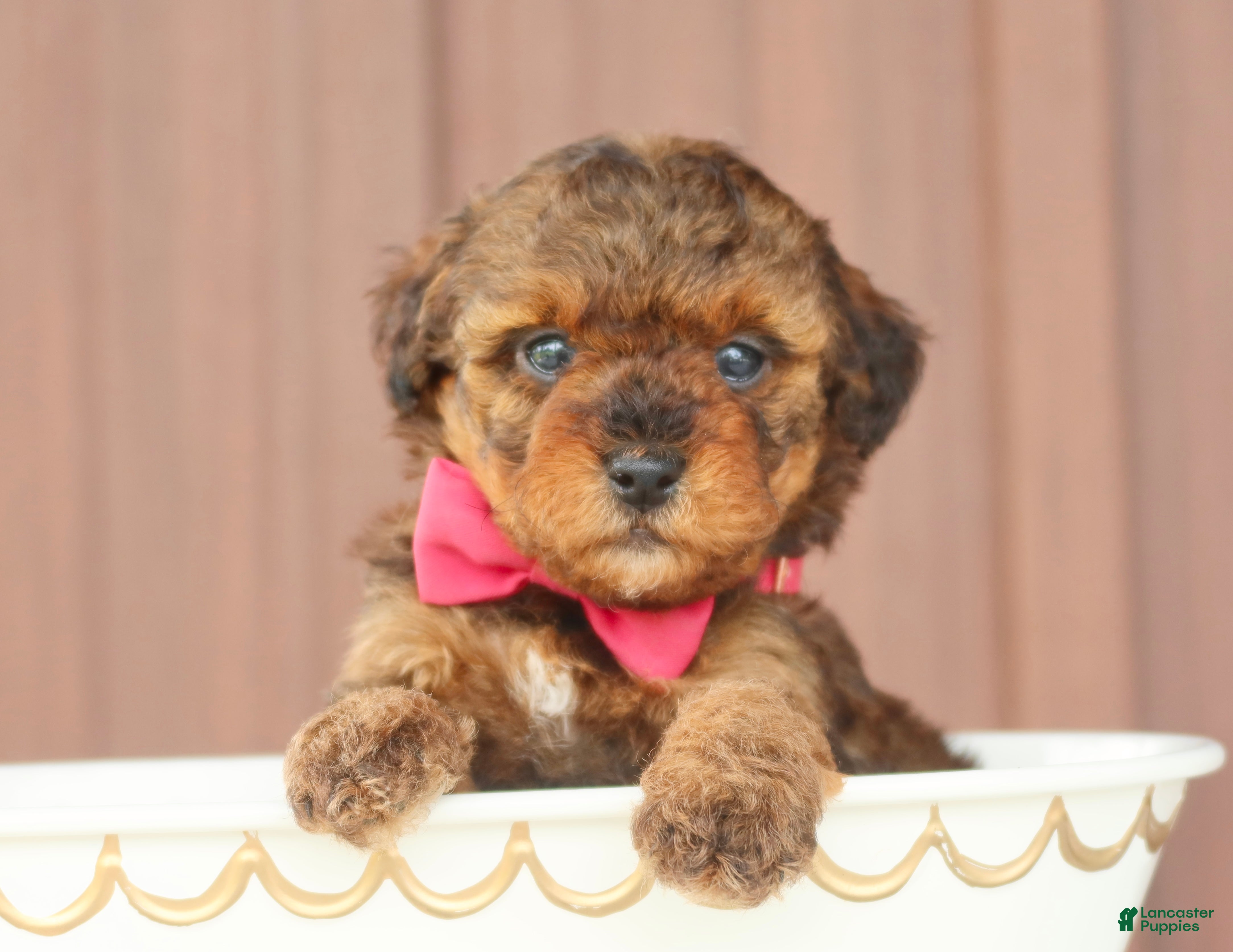 Toy Poodle dogs Hazel - Ad 2