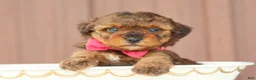 Toy Poodle dogs for sale: Hazel - Ad 2