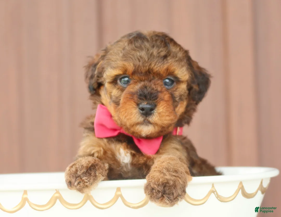 Toy Poodle dogs for sale: Hazel - Ad 2