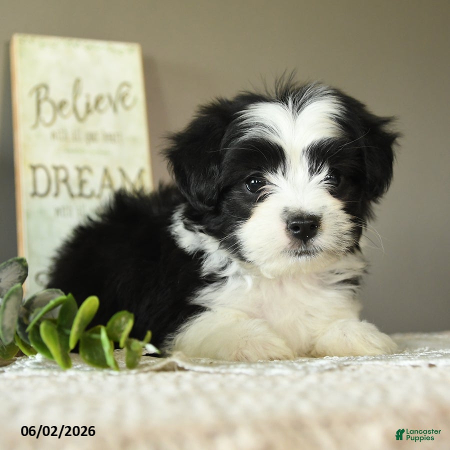 Mixed Breed dogs Jerry - Ad 2
