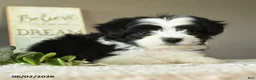 Mixed Breed dogs for sale: Jerry - Ad 2
