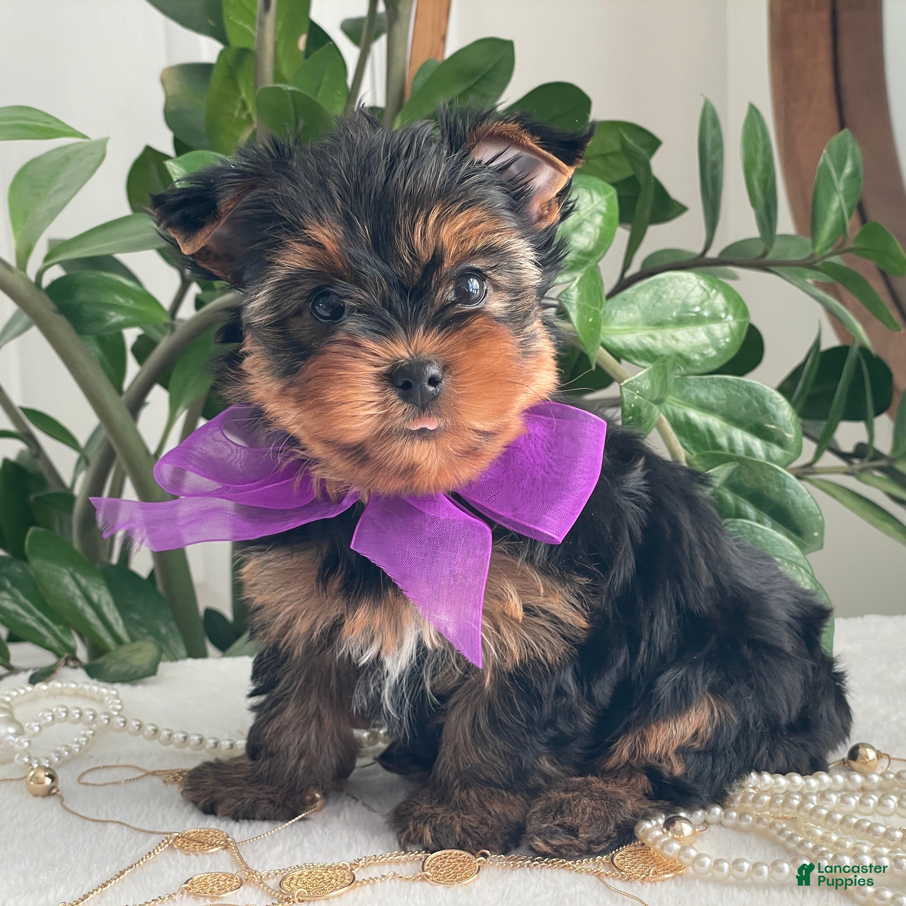 Yorkshire Terrier dogs Pearl - Ad 36