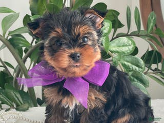 Yorkshire Terrier dogs Pearl - Ad 36