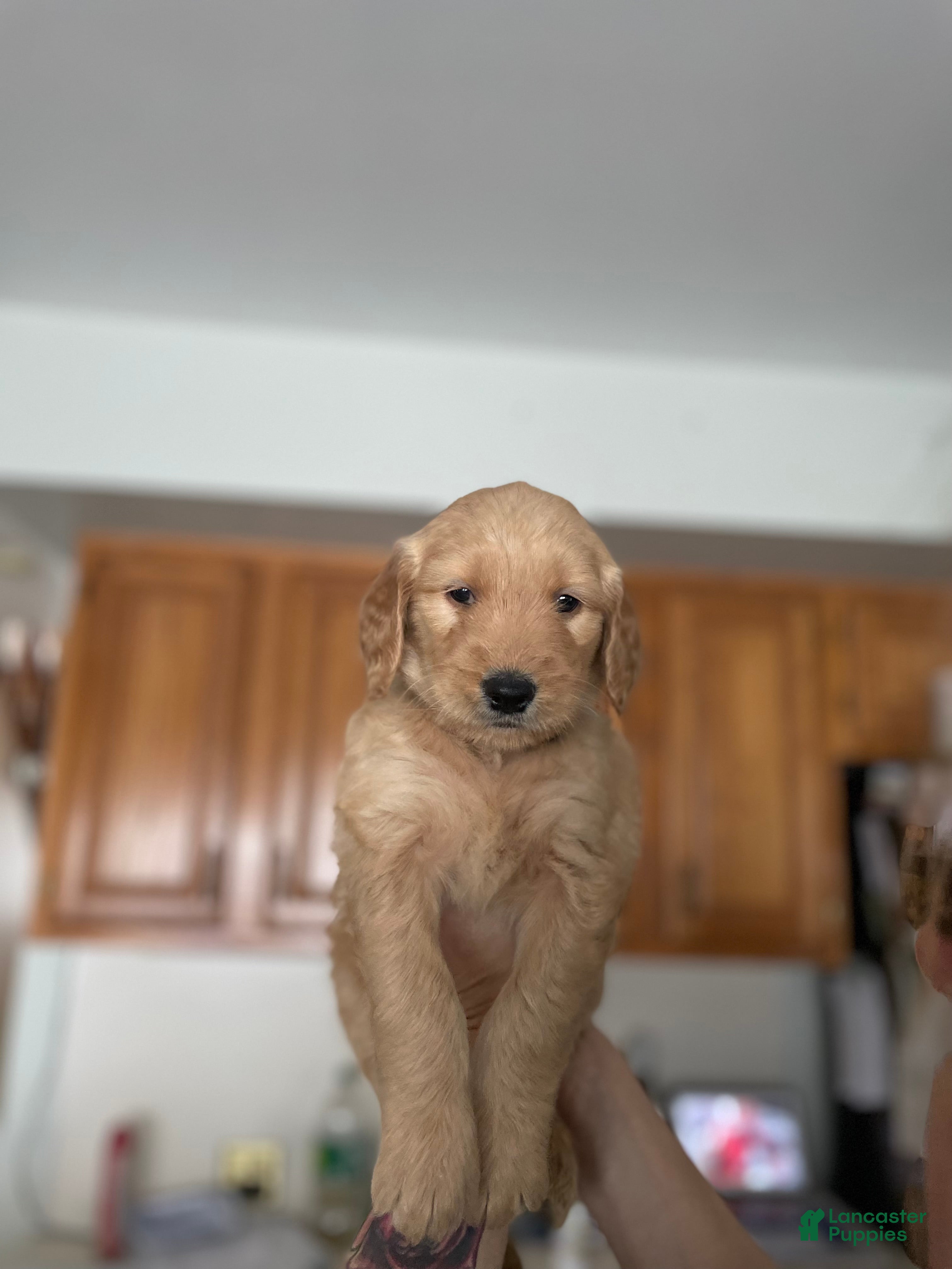 Goldendoodle dogs Goldendoodle Puppy 4 - Ad 8