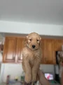 Goldendoodle Puppy 4