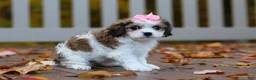 Cavachon dogs for sale: Bella - Ad 4