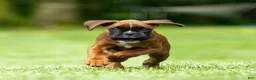 Boxer dogs for sale: Benji - Ad 3