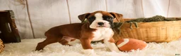 Boxer dogs for sale: Macchiato - Ad 8