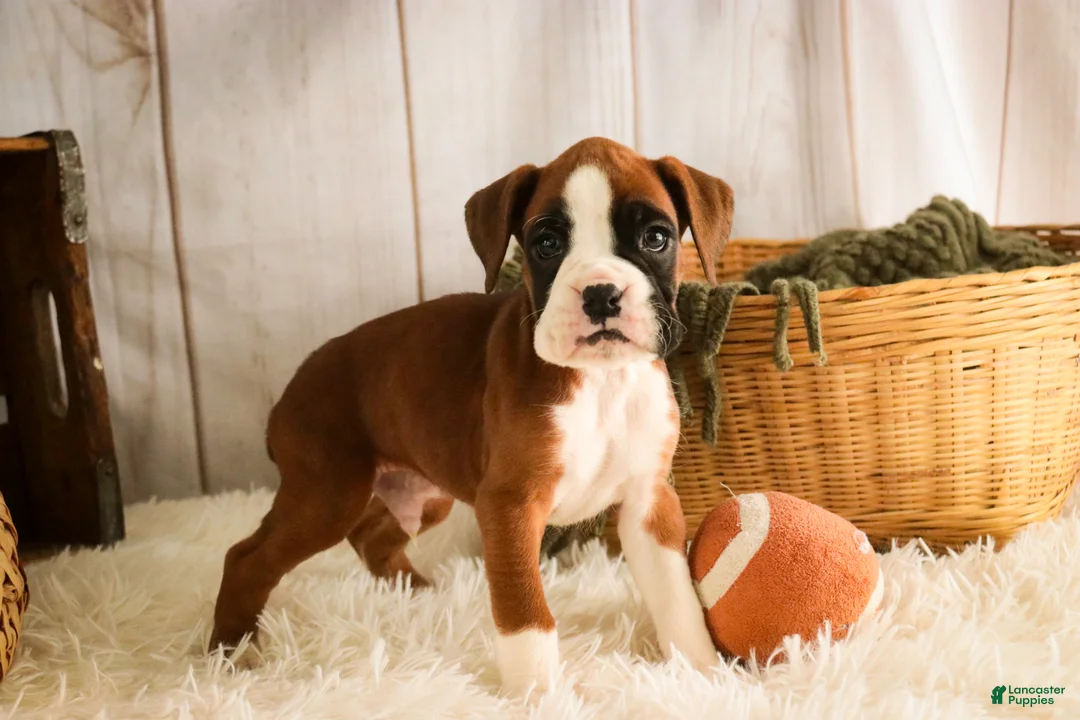Boxer dogs for sale: Macchiato - Ad 8