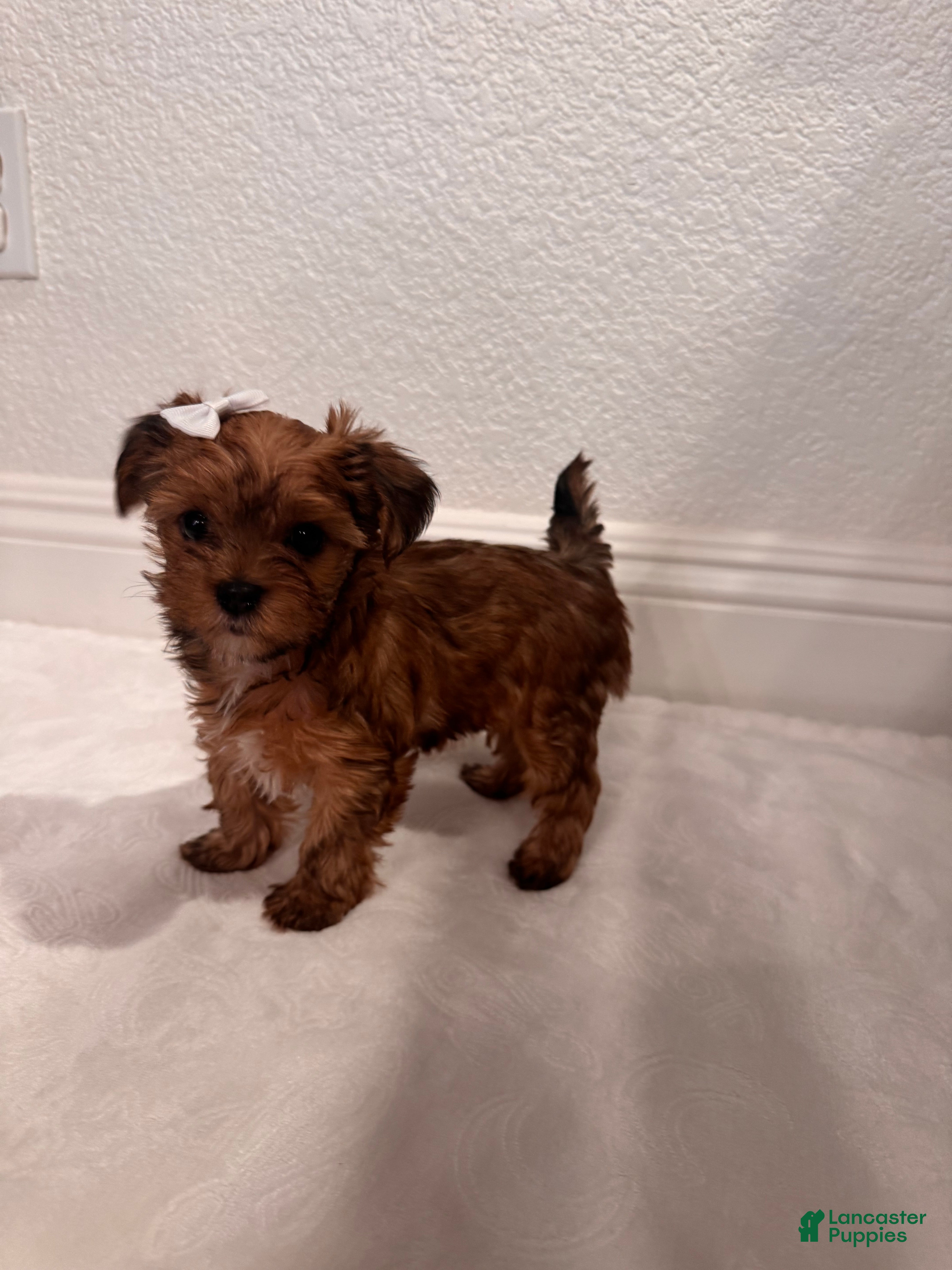 Yorkshire Terrier dogs Female Yorkshire Terrier 3 - Ad 1