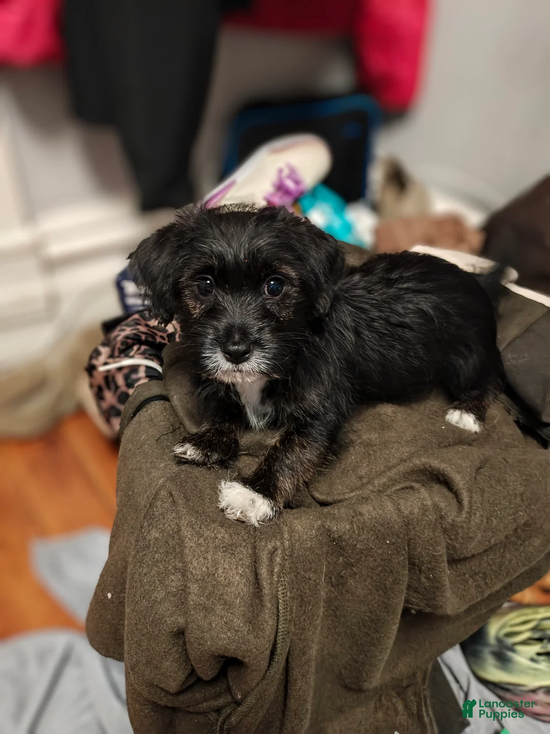 Mixed Breed dogs for sale: Mixed Breed 2 - Ad 2