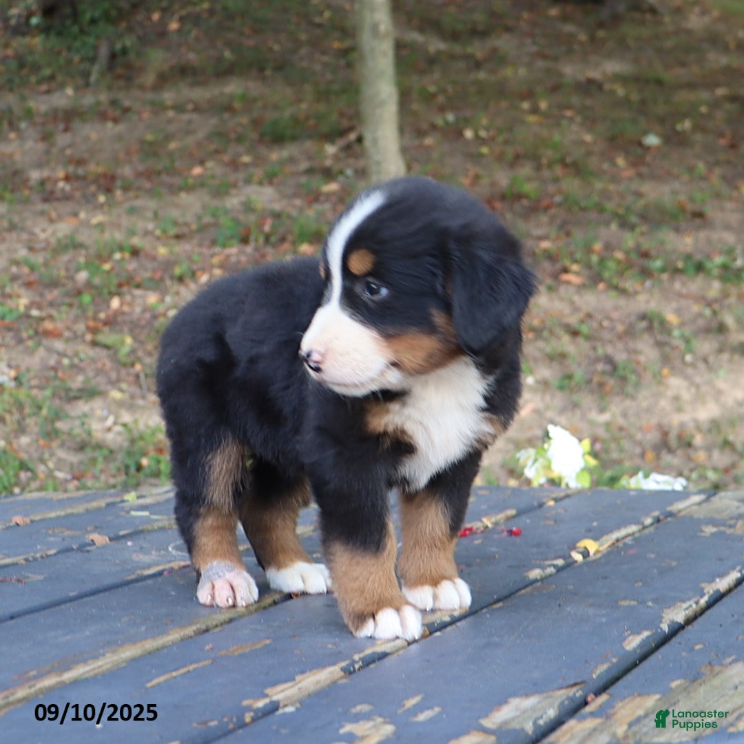 Bernese Mountain Dog dogs for sale: Jenny - Ad 13