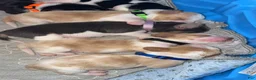 Basset Hound dogs for sale: Diego - Ad 4