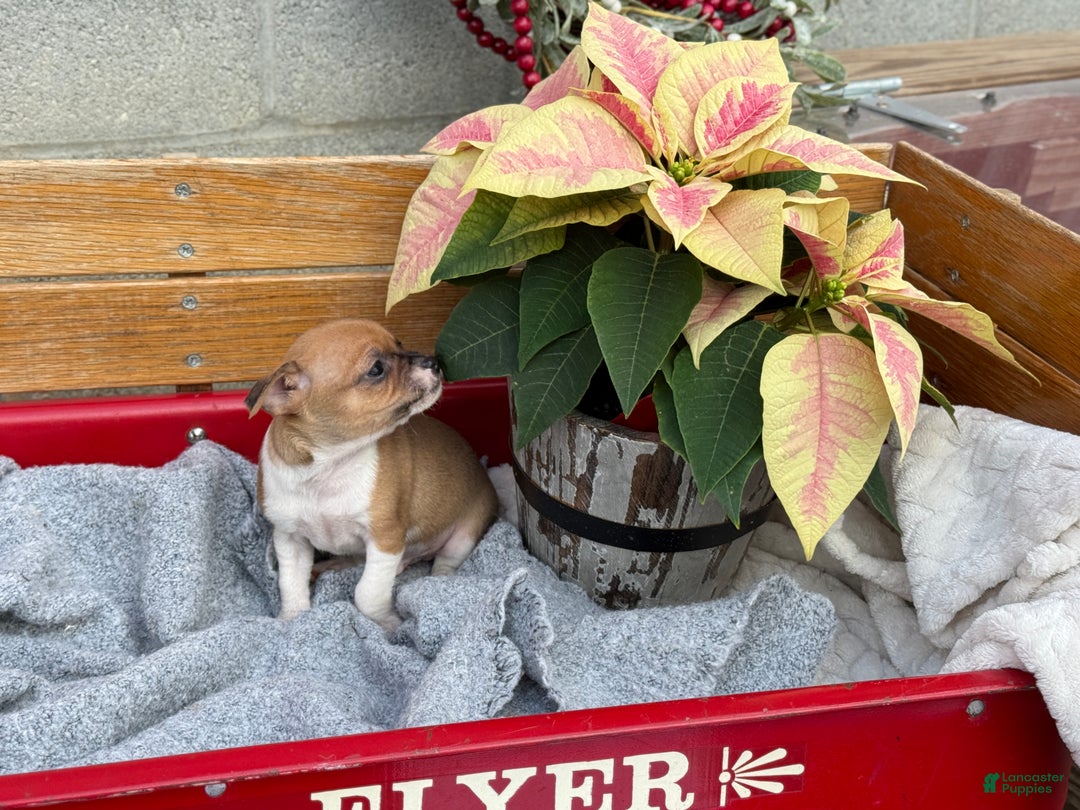 Chihuahua dogs for sale: Cole - Ad 2