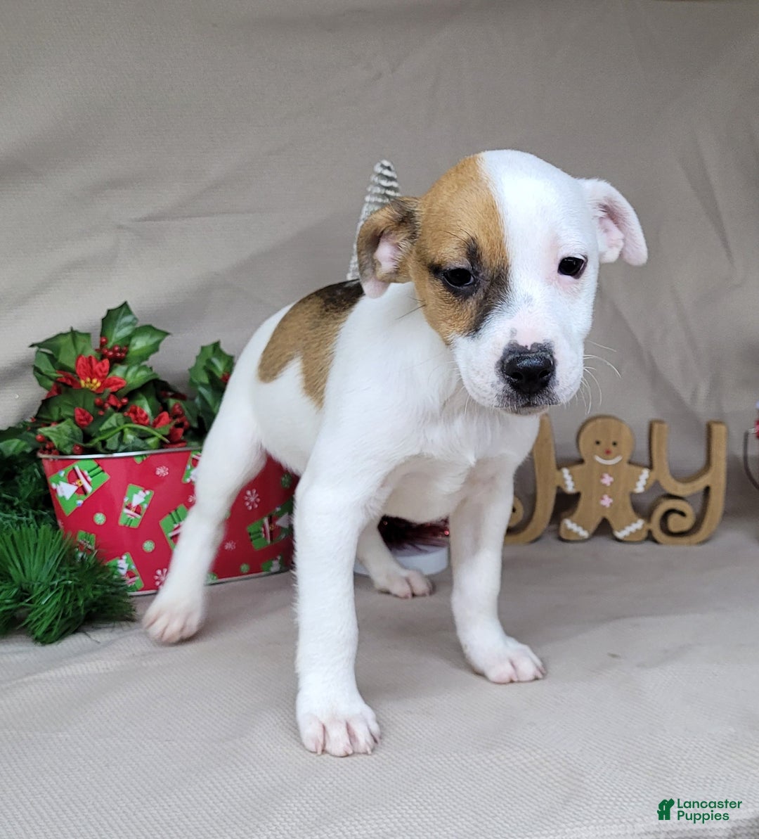 Jack Russell Terrier dogs for sale: FALCON of Westfork  - Ad 1