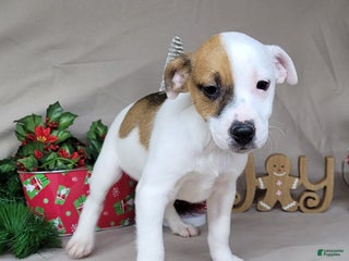 Jack Russell Terrier dogs FALCON of Westfork - Ad 21