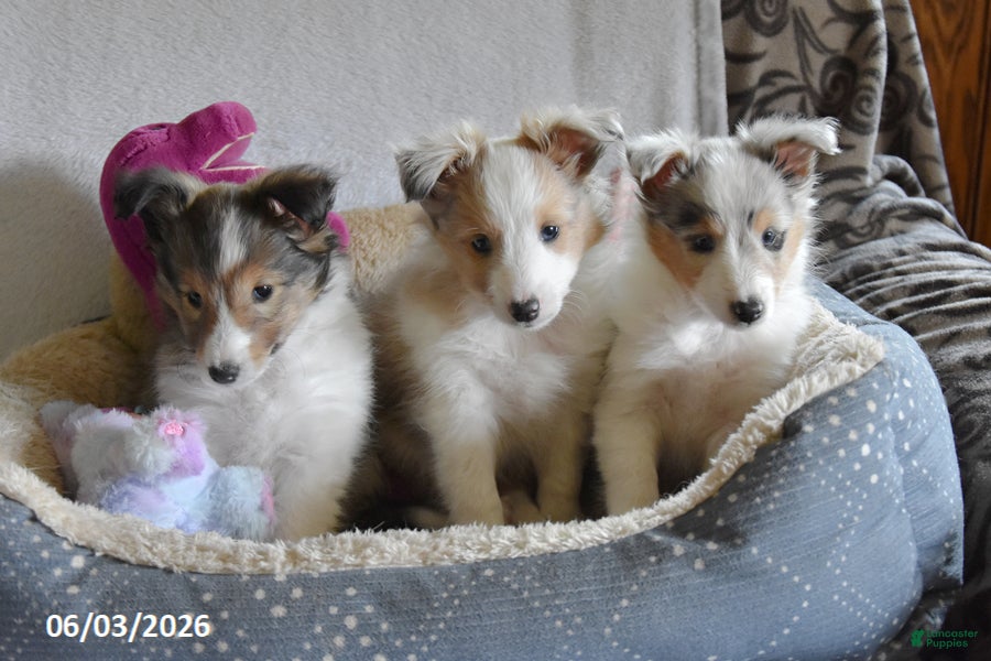 Shetland Sheepdog dogs for sale: Luke - Ad 4